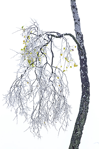 the last leaves