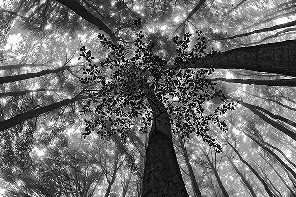 beech