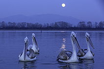 Dalmatian pelican